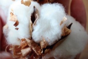 100%cotton 布ナプキン